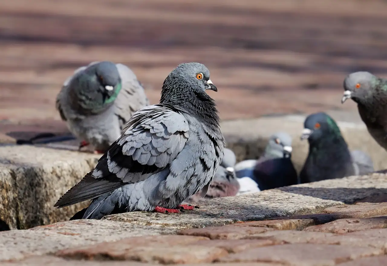 ¿Cómo encuentran las palomas el camino a casa?