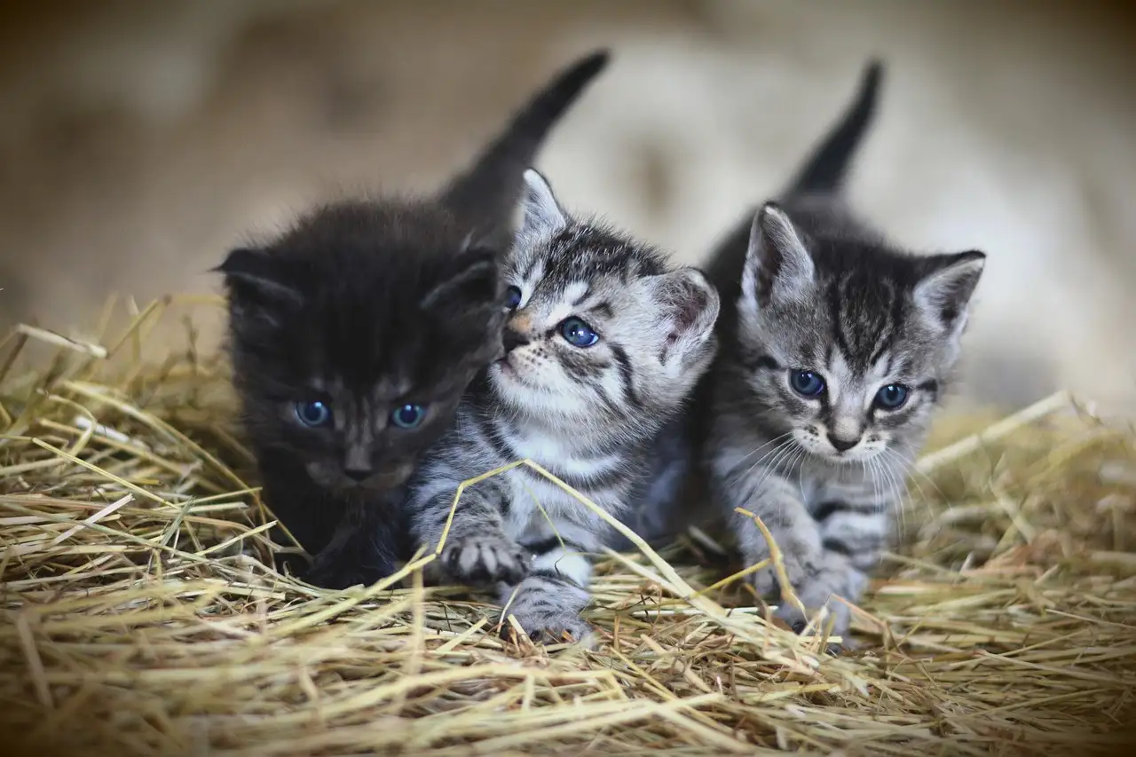 ¿Cómo los gatos ayudan a reducir el estrés en las personas?