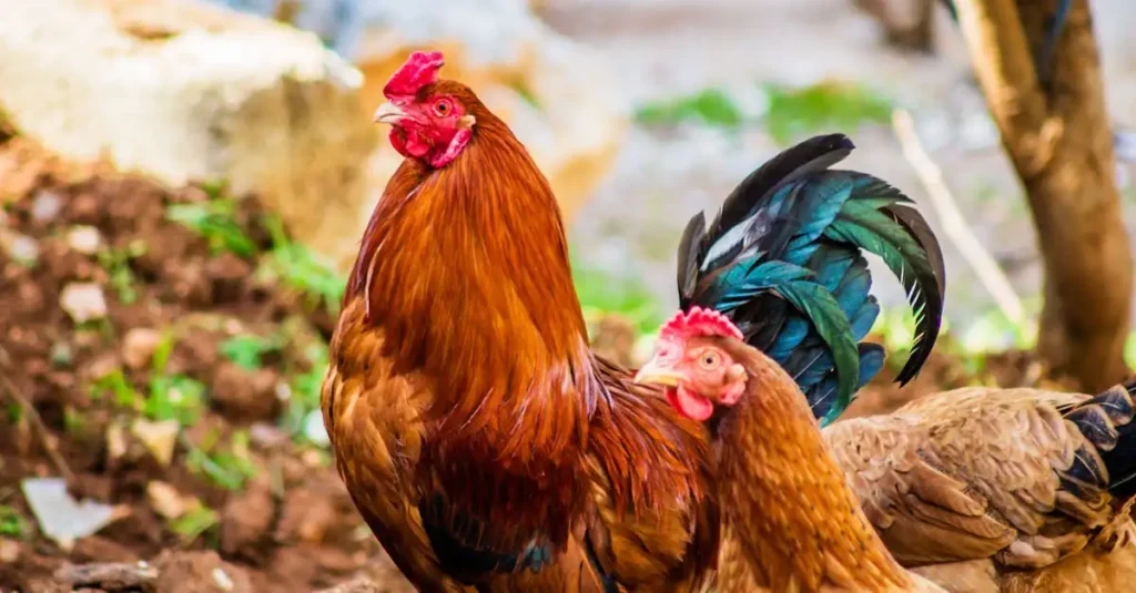 ¿Cuáles son las aves más importantes para la agricultura?