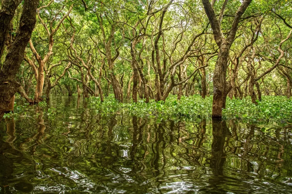 ¿Dónde practicar kayak en los manglares de Isla de Ometepe?