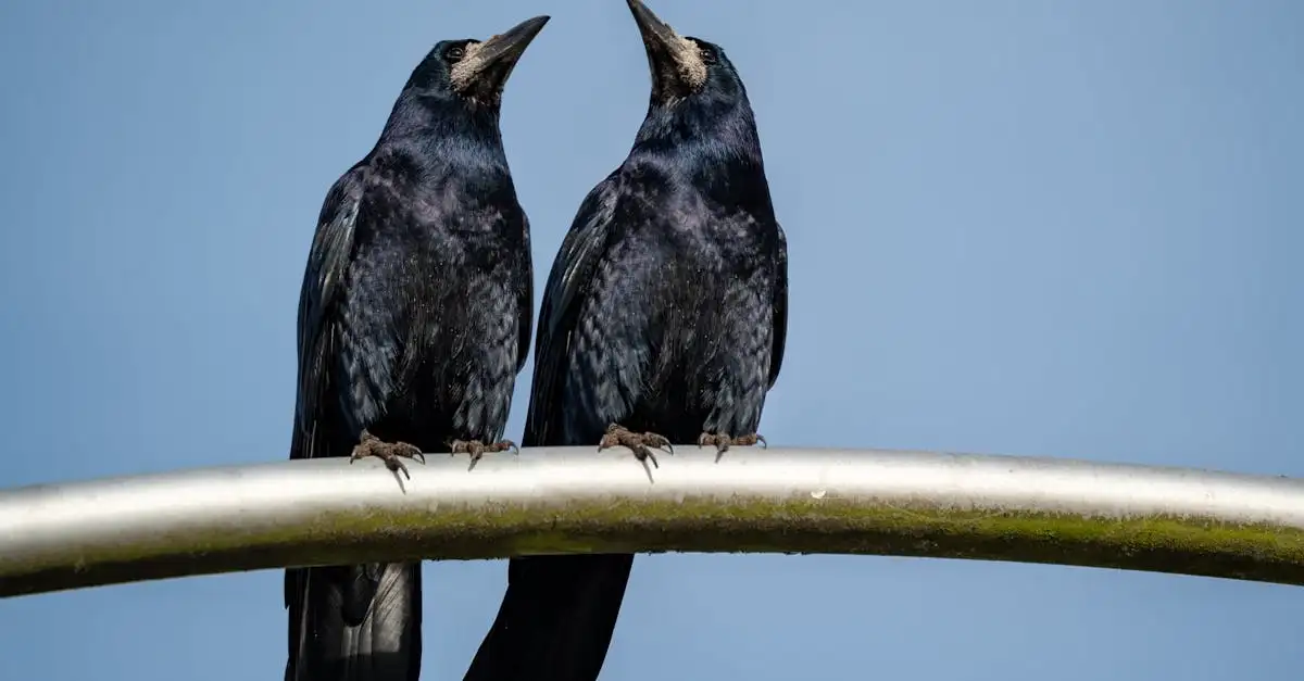 ¿Qué representa el cuervo de Morrigan en la mitología?