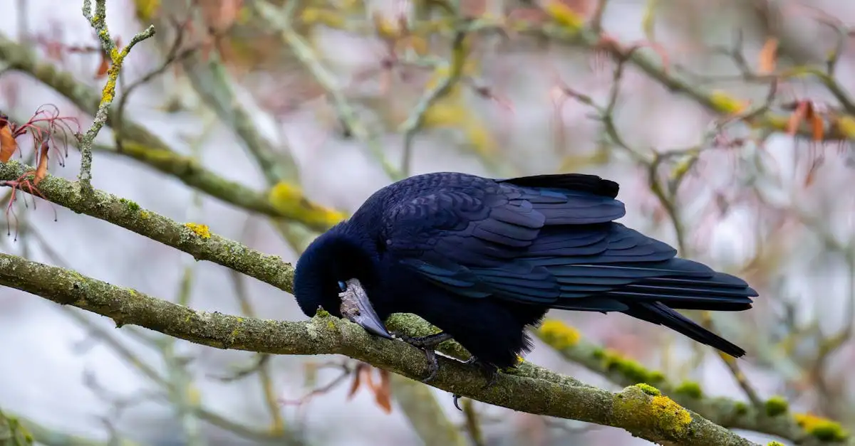 ¿Qué rol tuvo el cuervo en la mitología de tribus noroeste?