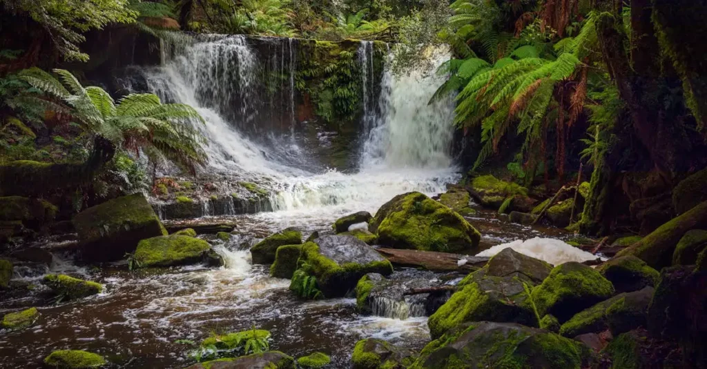 ¿Quién descubrió Tasmania en el siglo XVII y por qué?