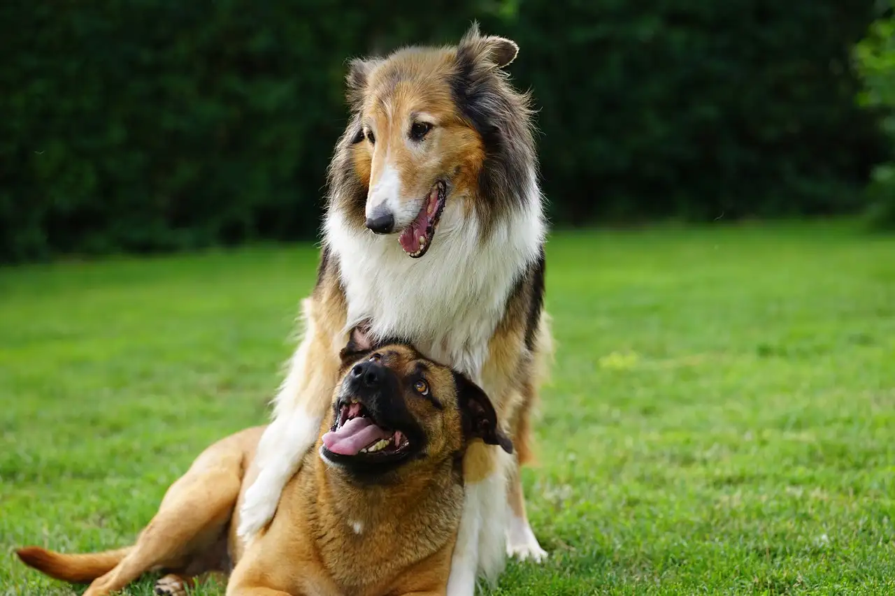 ¿Cómo perciben los perros nuestras emociones y sentimientos?