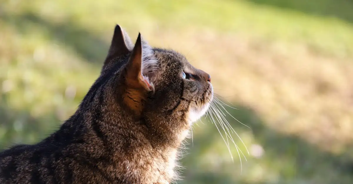 ¿Cuánto dura el celo en un gato macho? Descúbrelo aquí.