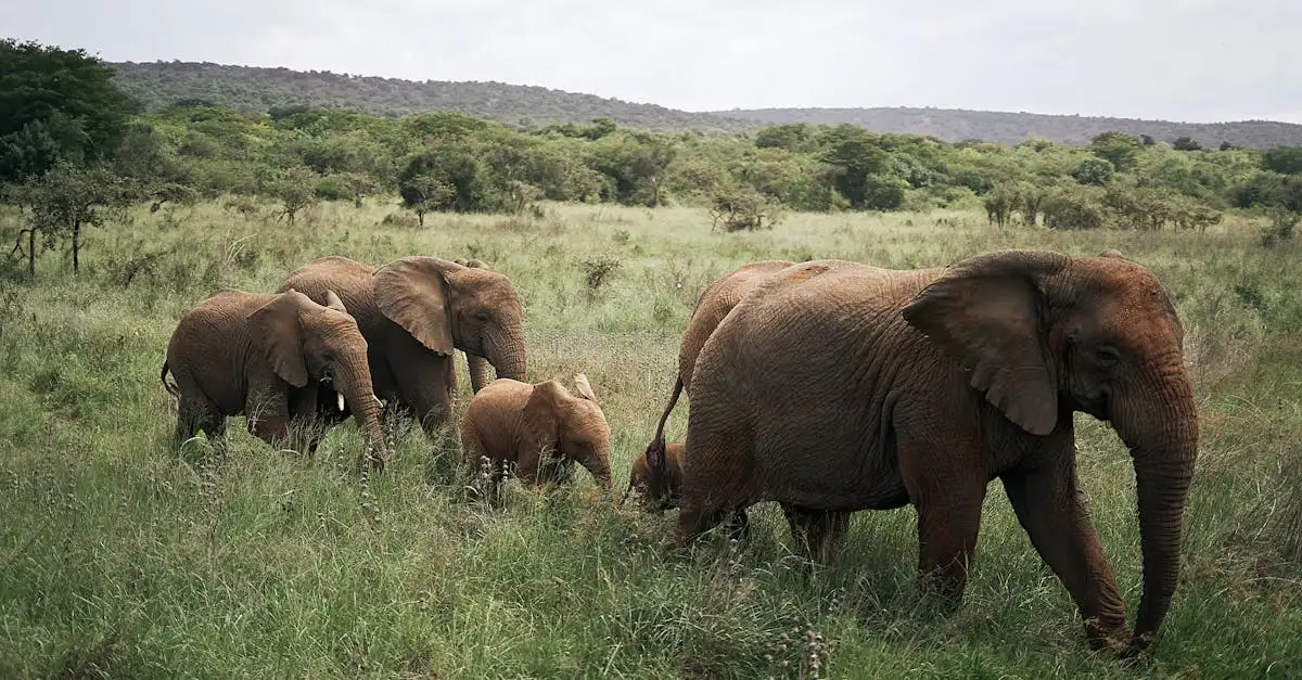 ¿Elefantes africanos y asiáticos: ¿cuáles son sus diferencias?