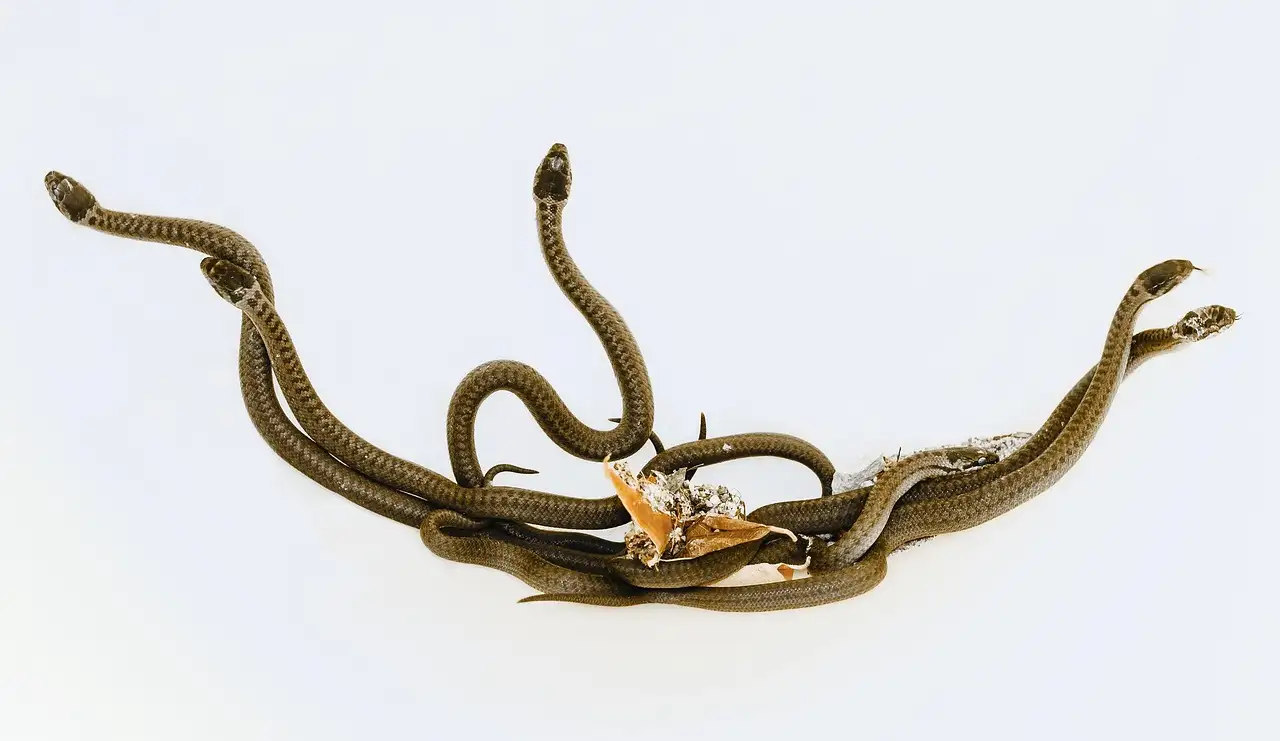 ¿Las serpientes pueden oír sonidos? Descúbrelo aquí.