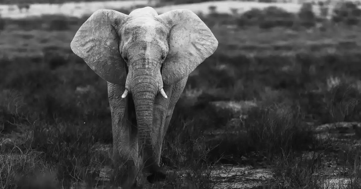 ¿Por qué es único el Parque Nacional Etosha en Namibia?