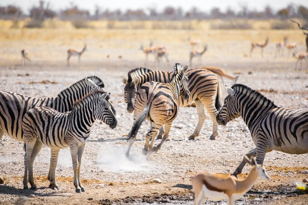 ¿Por qué es único el Parque Nacional Etosha en Namibia?