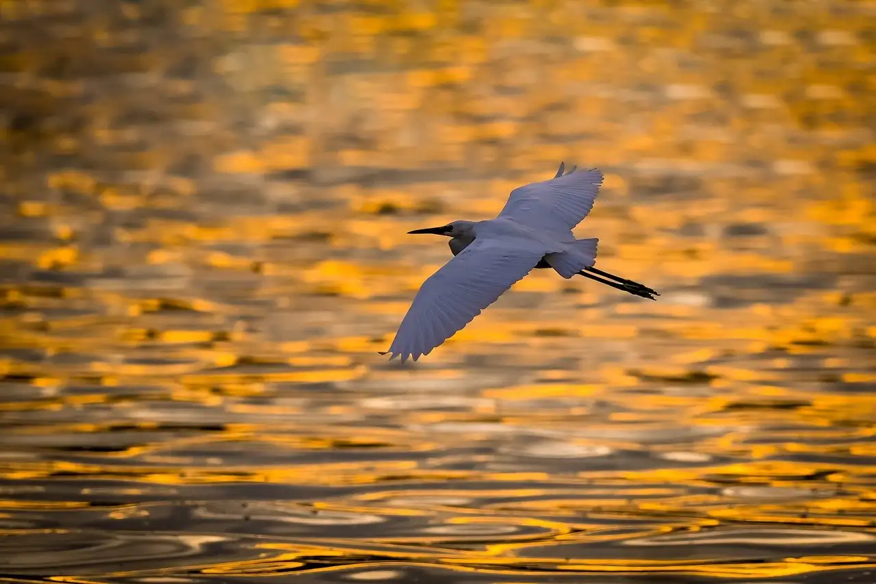 ¿Qué amenazas enfrentan las aves en su hábitat natural?