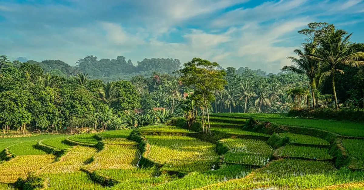 ¿Sabes cuál es la palabra indonesia para arroz?