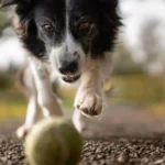 ¿Cómo afecta la cría selectiva la apariencia de los perros?