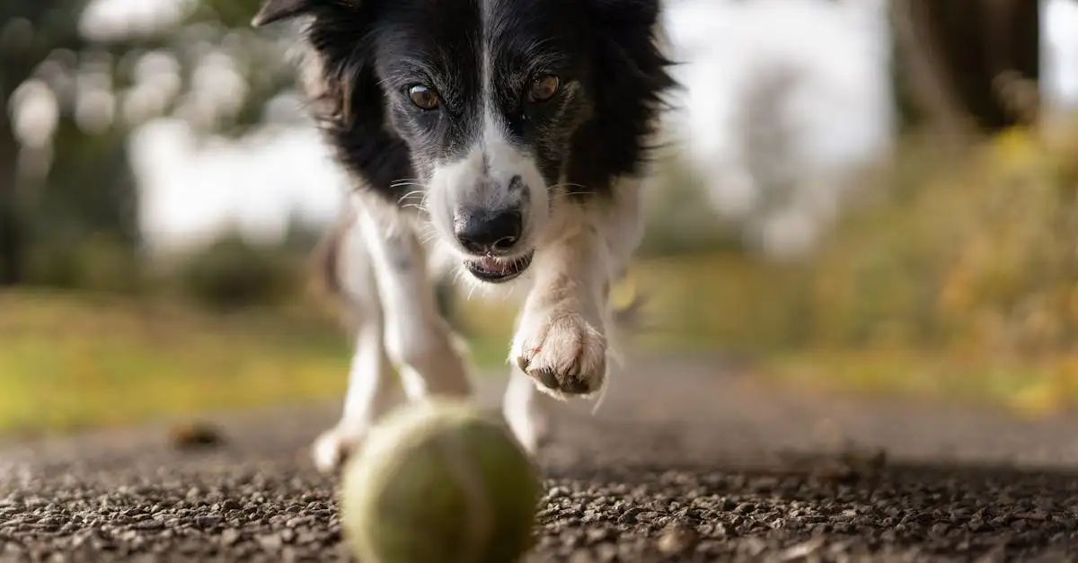 ¿Cómo afecta la cría selectiva la apariencia de los perros?