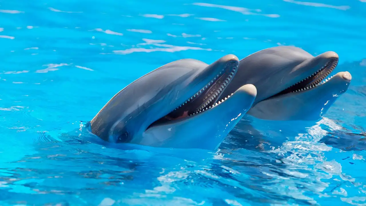 ¿Cómo se comunican los delfines de forma efectiva?