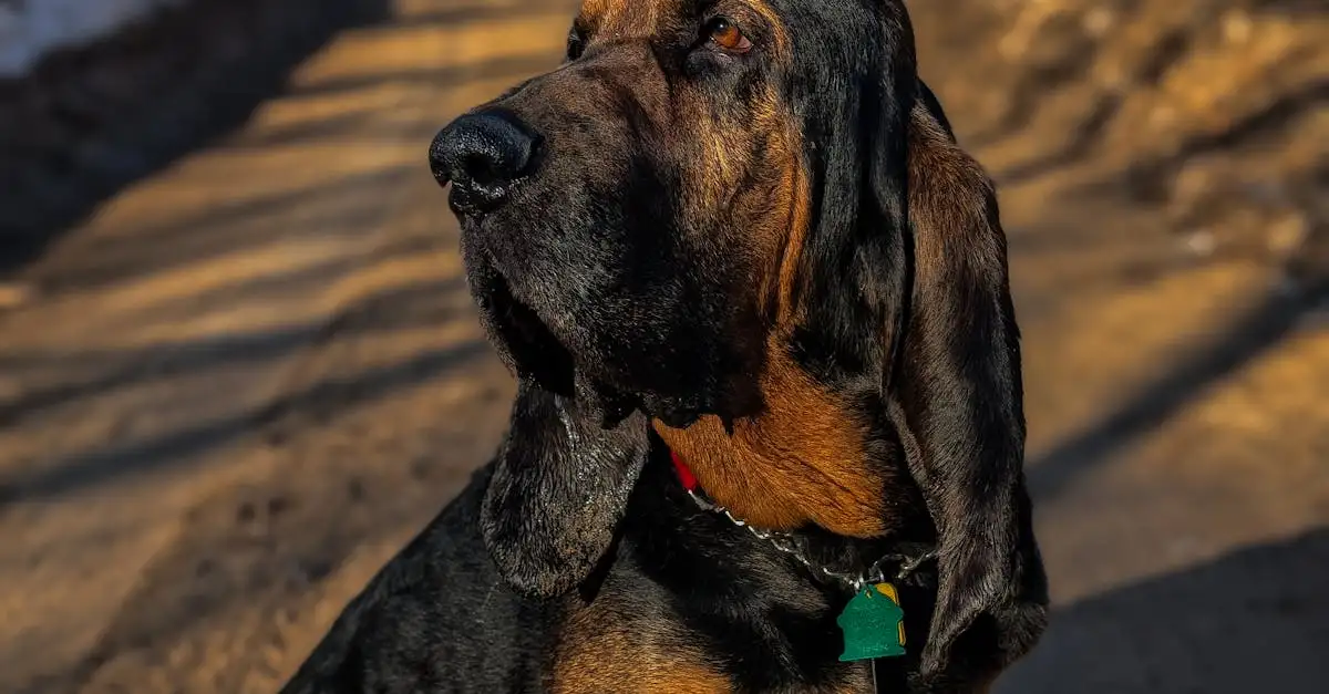 ¿Con qué rapidez se nota la intoxicación en un perro?