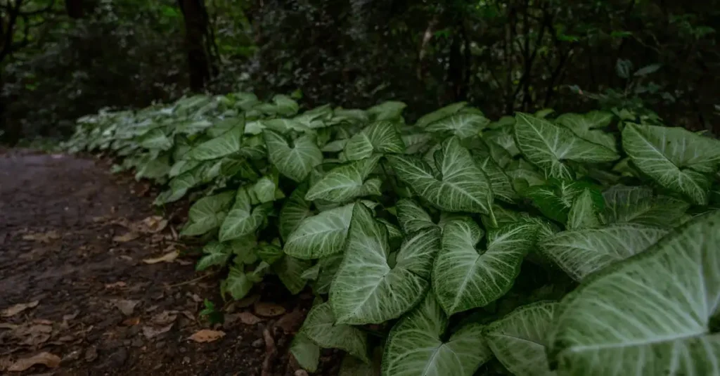¿Cuáles plantas coexistieron con los dinosaurios? Descúbrelo aquí.