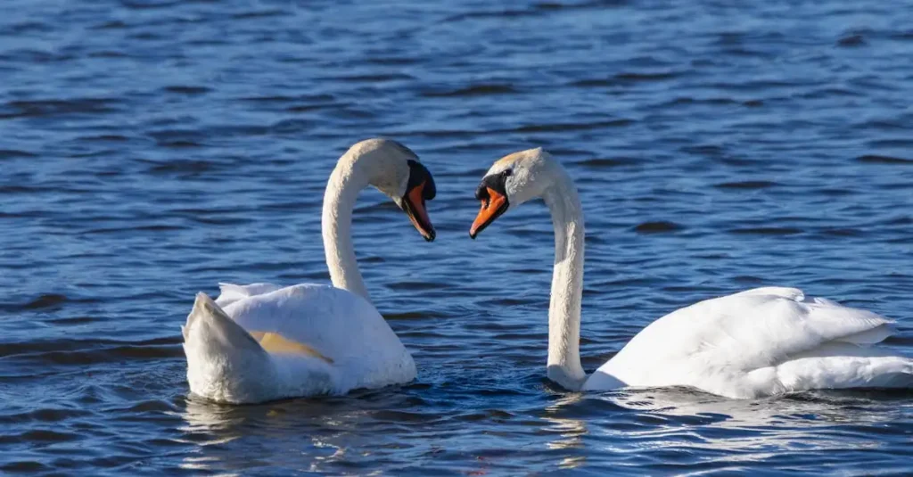 ¿Cuáles son las aves con los períodos de cría más largos?