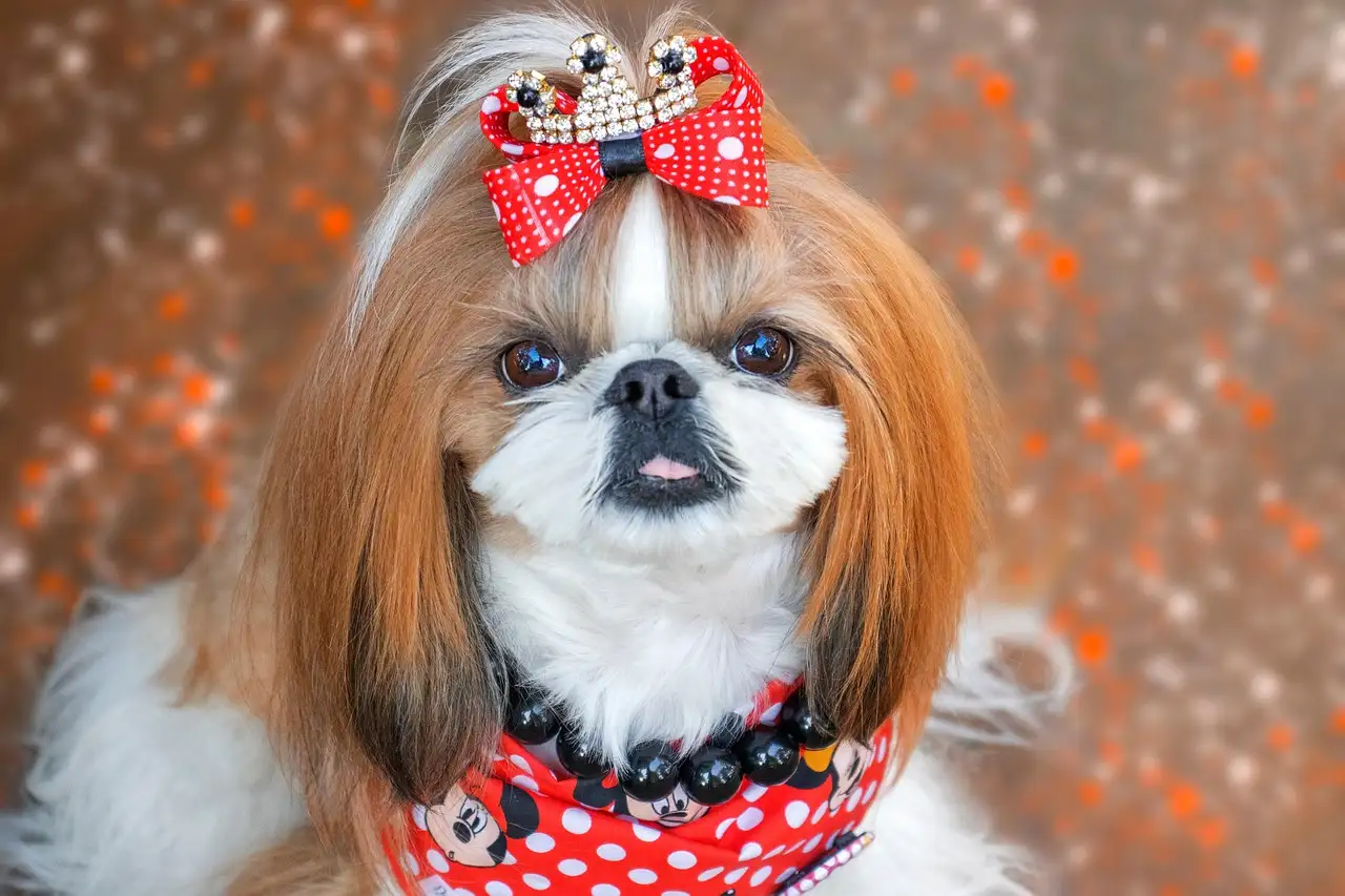 ¿Cuántos años puede vivir un shih tzu en promedio?