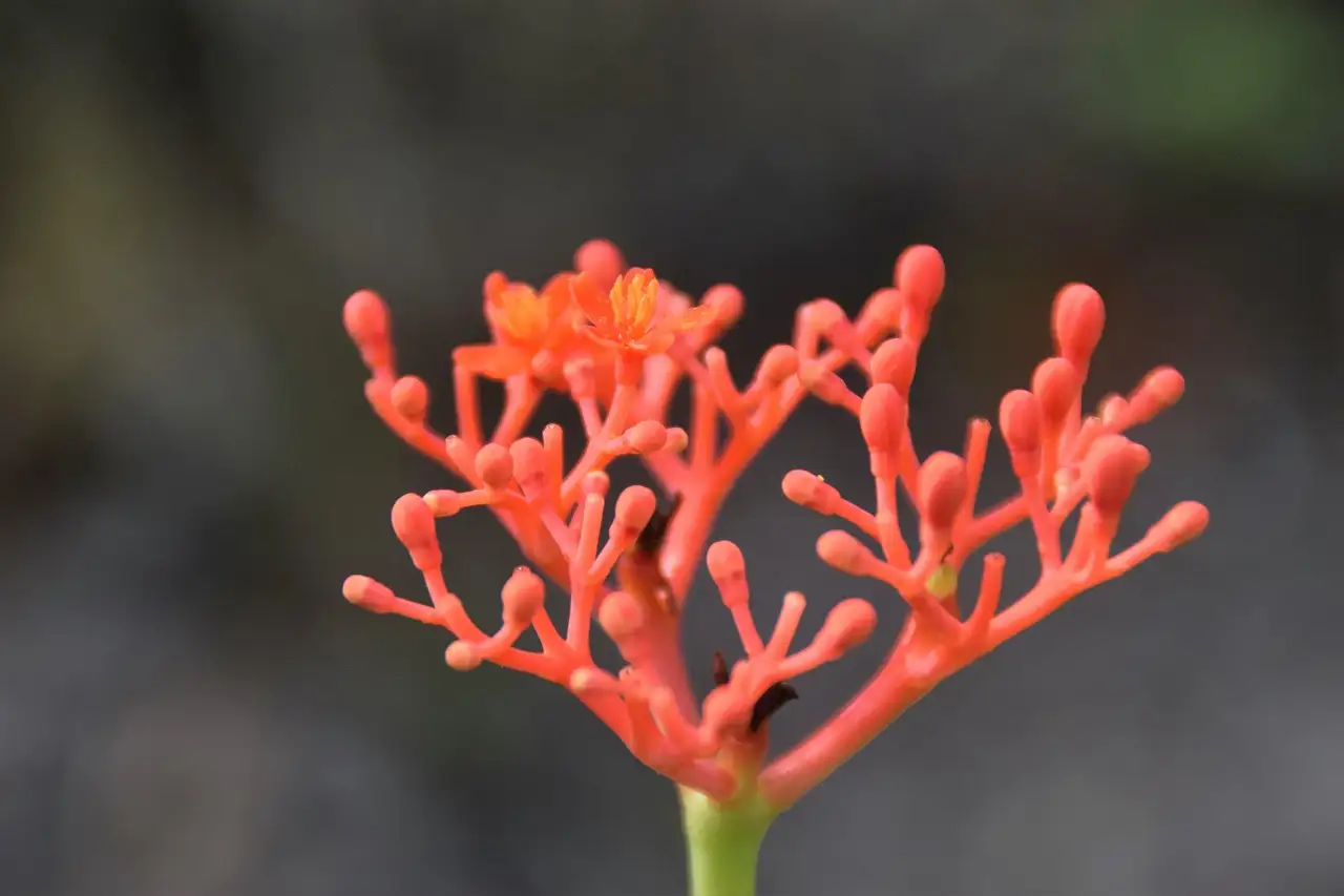 ¿El ginseng realmente aumenta tus niveles de energía?