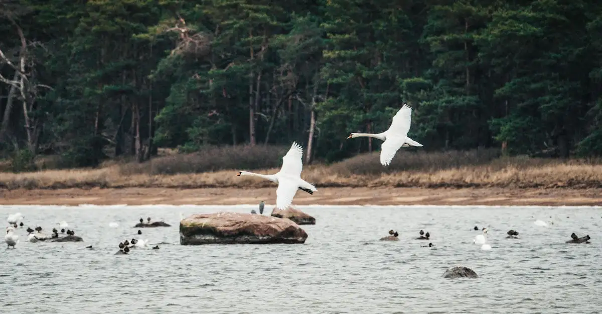¿Es posible que los pájaros duerman volando?