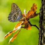 ¿Las mariposas pueden camuflarse con sus alas?