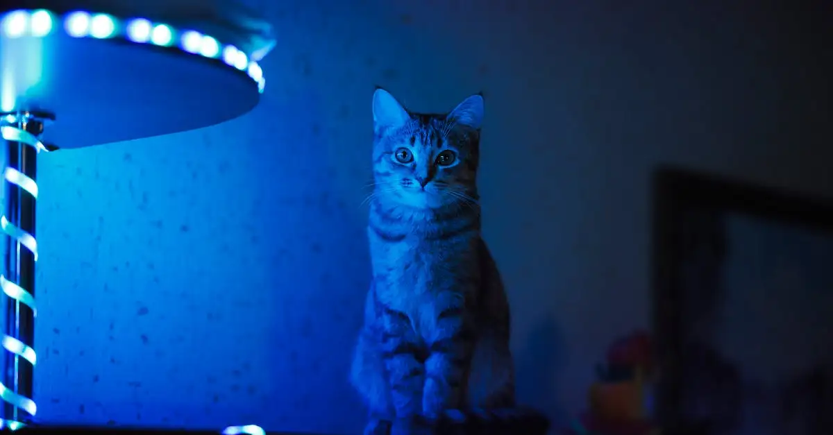 ¿Los gatos realmente ven bien en la oscuridad? Descúbrelo aquí.
