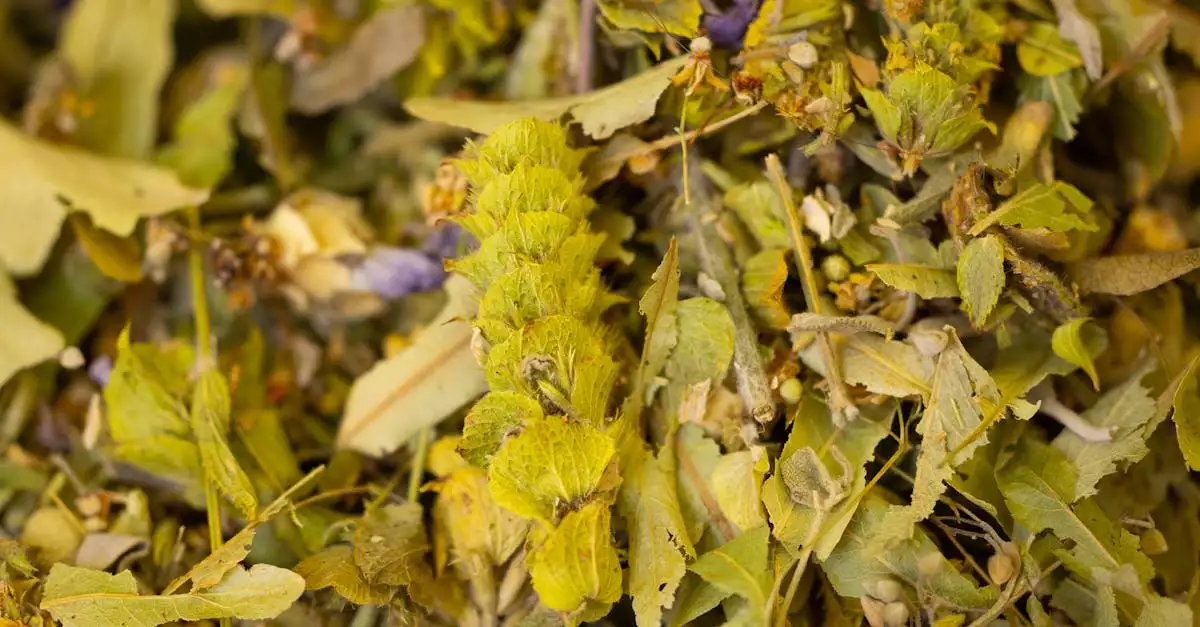 ¿Para qué sirve la infusión de hierro y cuáles son sus beneficios?