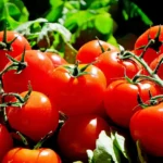 ¿Para qué son buenos los tomates? Beneficios para la salud