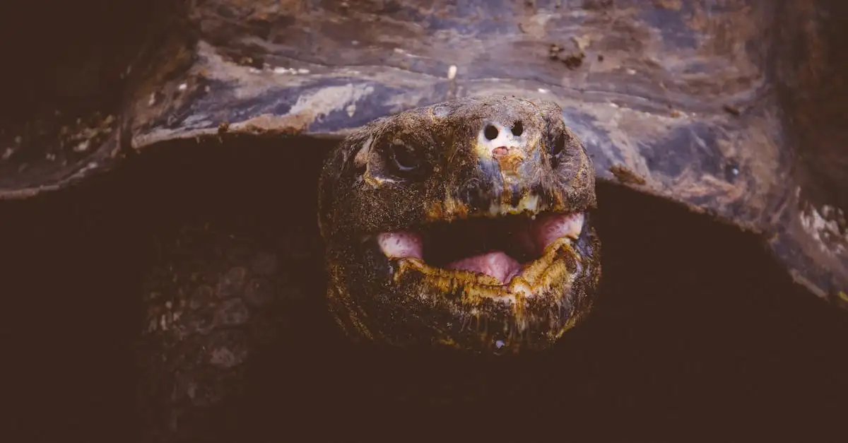 ¿Qué hace especial la reproducción de las tortugas?