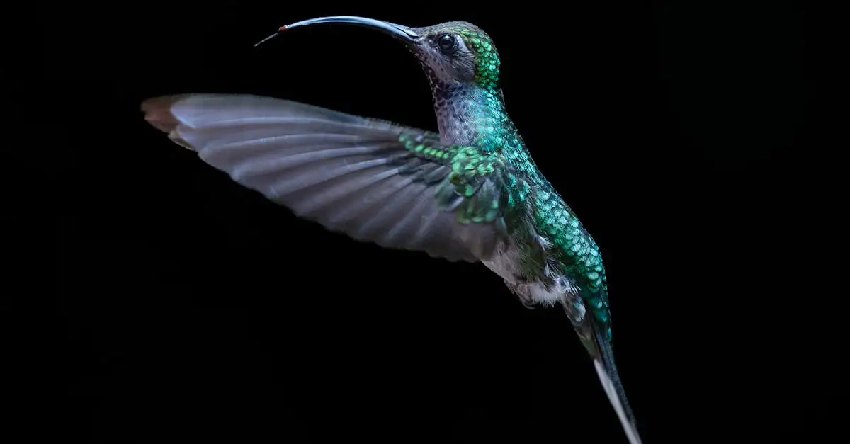 ¿Qué maravillas encuentras en los bosques nublados de Monteverde?