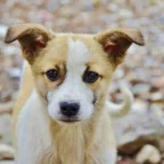 ¿A qué edad deben separarse los cachorros de su madre?