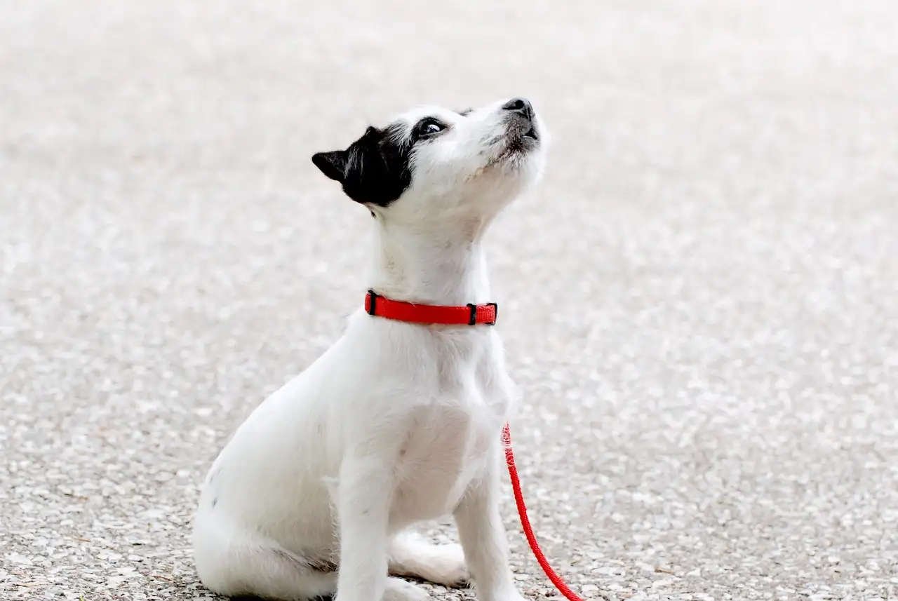 ¿A qué edad deben separarse los cachorros de su madre?