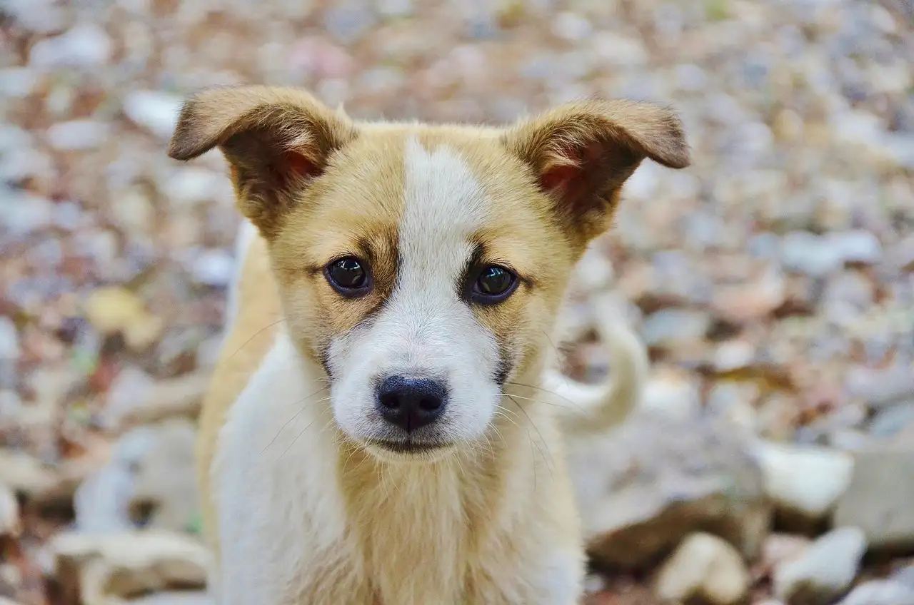 ¿A qué edad deben separarse los cachorros de su madre?
