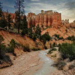 ¿Dónde ver los impresionantes árboles de secuoya en EE. UU.?