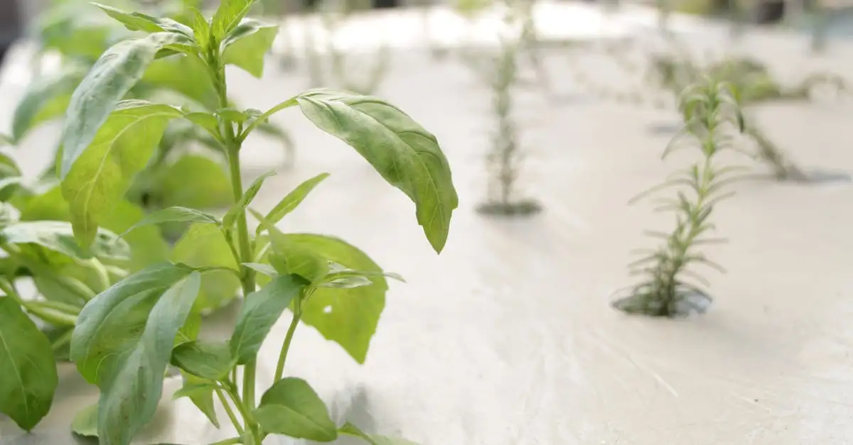 ¿Para qué sirve la albahaca? Beneficios y usos que debes saber.