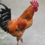 ¿Por qué cruzó la gallina la carretera? ¡Descúbrelo ahora!