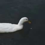 ¿Qué ave es la más dulce y divertida para tener de mascota?