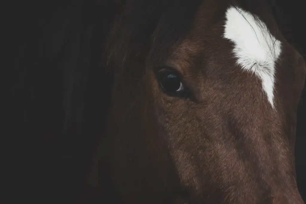 ¿Qué caballo es el ideal para ti? Encuentra tu pareja perfecta.