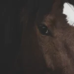¿Qué caballo es el ideal para ti? Encuentra tu pareja perfecta.