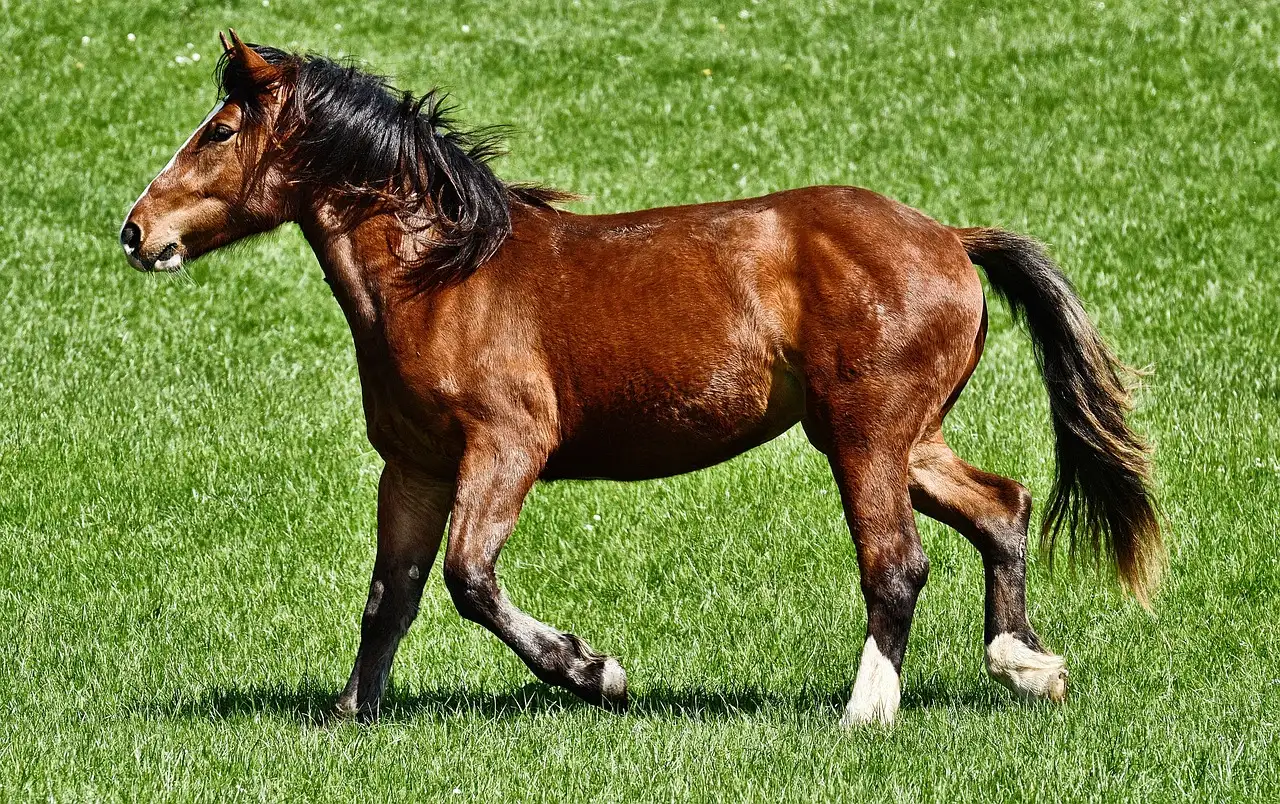 ¿Qué caballo es el ideal para ti? Encuentra tu pareja perfecta.