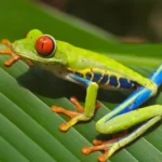 ¿Qué maravillas oculta la selva lluviosa de Costa Rica?