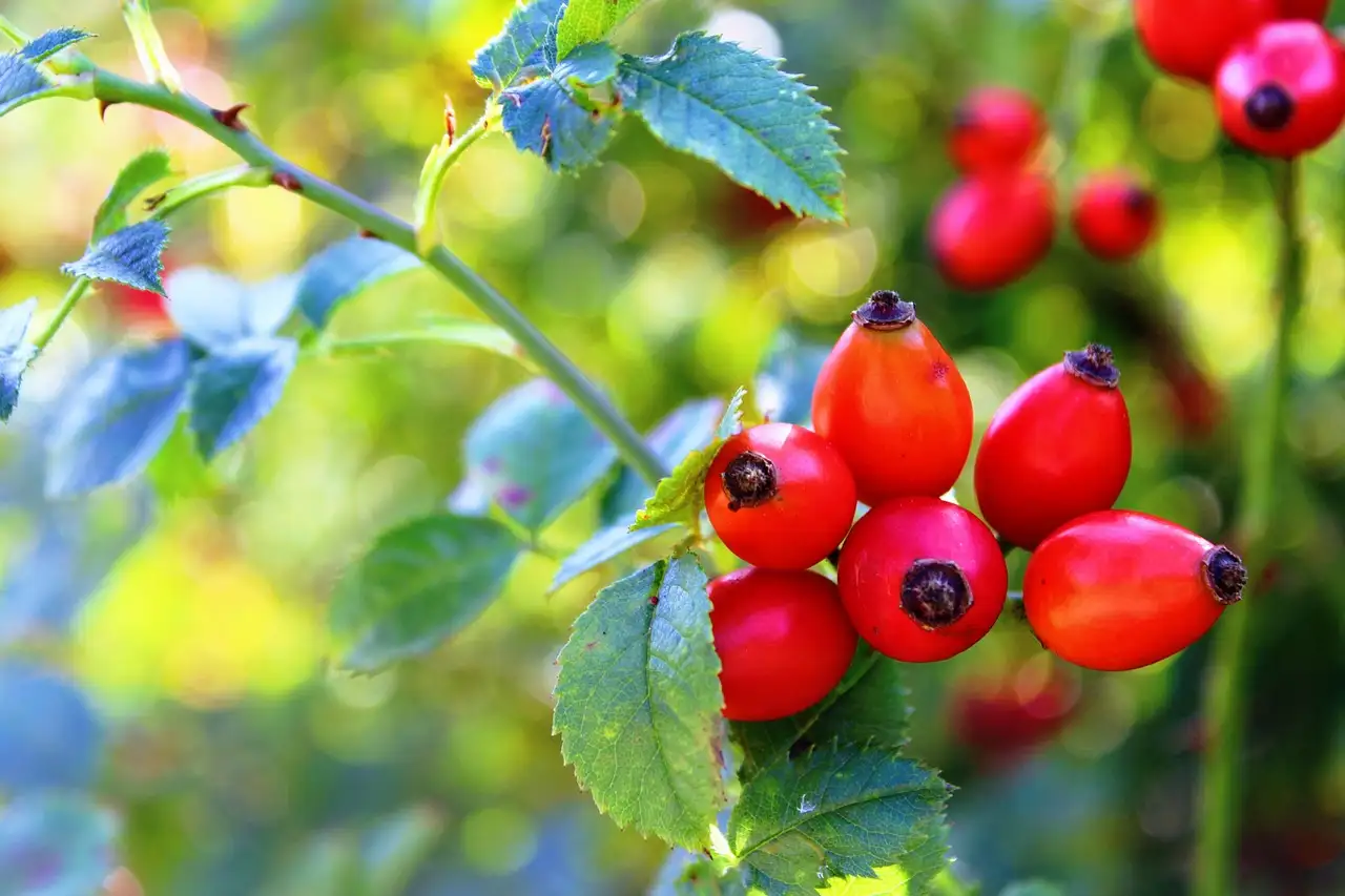 ¿Qué té es efectivo para eliminar líquidos del cuerpo?