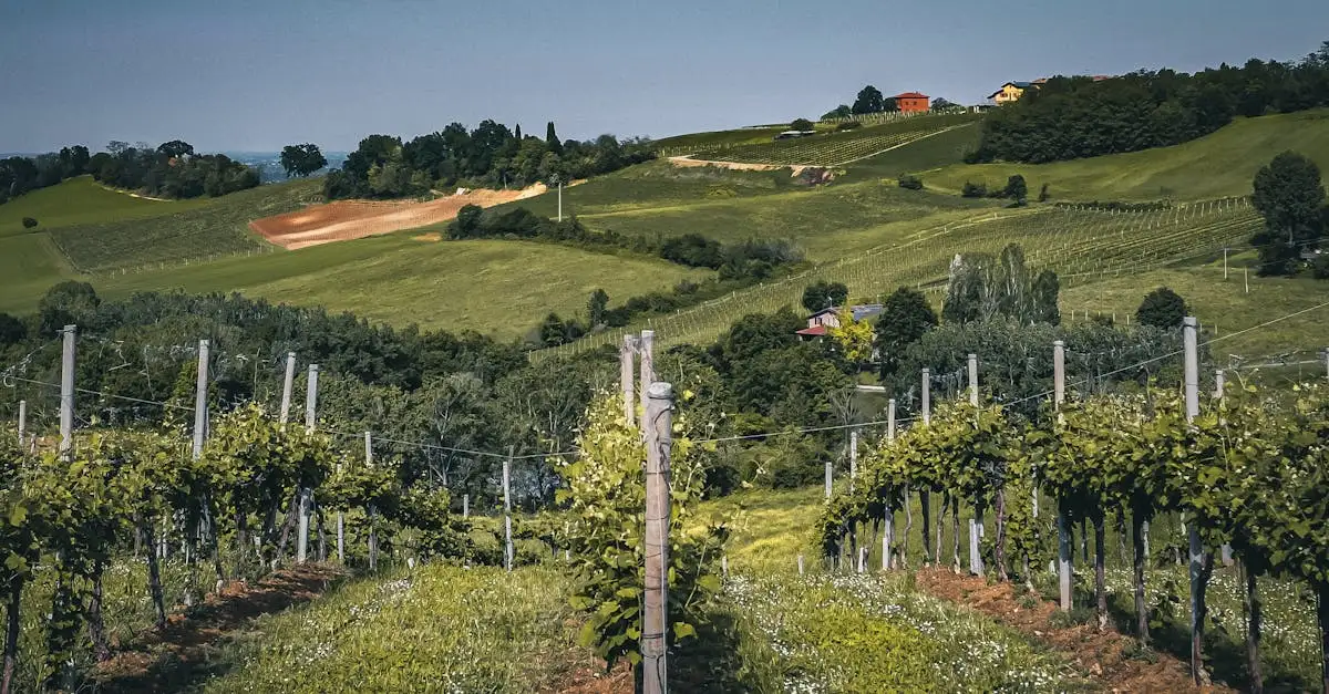 ¿Qué vino marida mejor con foie gras? ¡Descúbrelo aquí!
