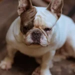 ¿Qué raza de perro es ideal para ti? ¡Descúbrelo aquí!