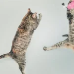 ¿Qué significa cuando tu gato te da cabezazos?